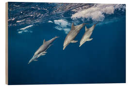 Trebilde Dolphins surfing the waves