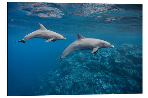 Quadro em alumínio Dolphins couple and coral reef