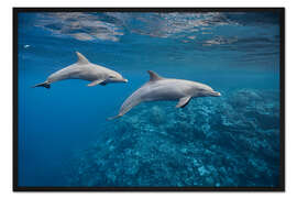 Gerahmter Kunstdruck Delfinpaar und Korallenriff