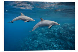 Foam board print Dolphins couple and coral reef