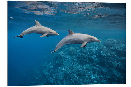 Gallery print Dolphins couple and coral reef