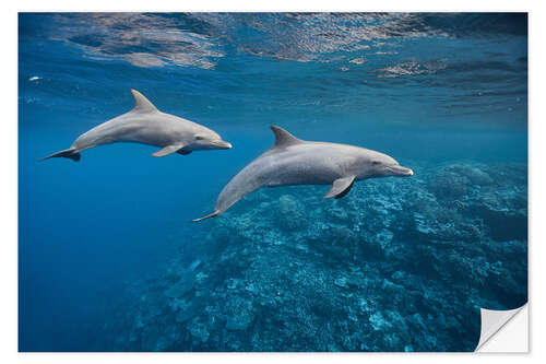 Naklejka na ścianę Dolphins couple and coral reef