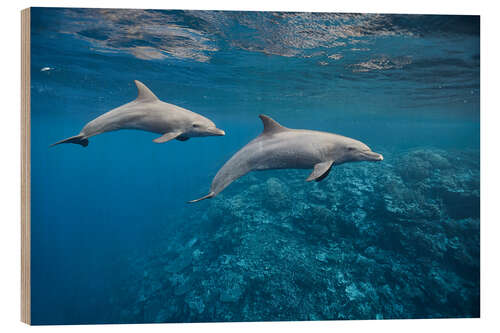 Puutaulu Dolphins couple and coral reef