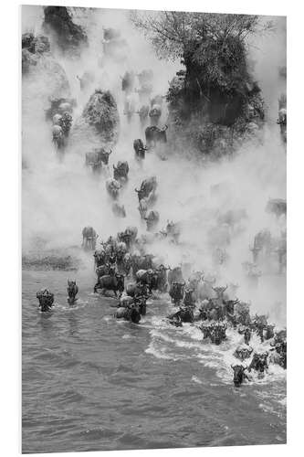 Foam board print Great Migration of the Gnus in the Masai Mara