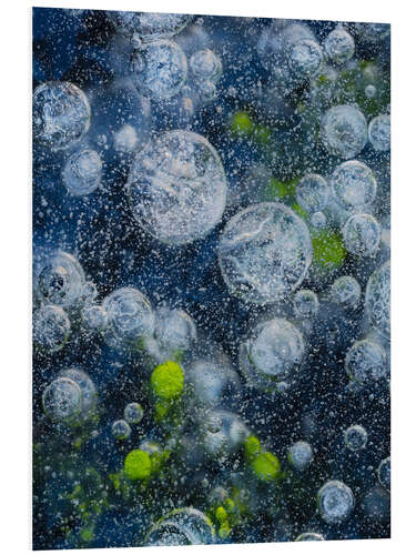 Tableau en PVC Abstract image of bubbles and waterplants in Ice