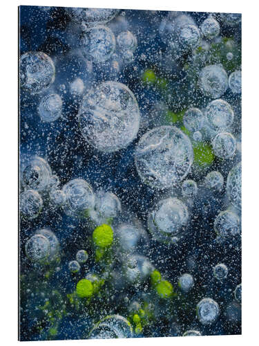 Galleritryk Abstract image of bubbles and waterplants in Ice