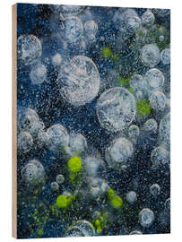 Stampa su legno Abstract image of bubbles and waterplants in Ice