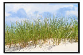 Gerahmter Kunstdruck Frisches grünes Gras auf einer Düne