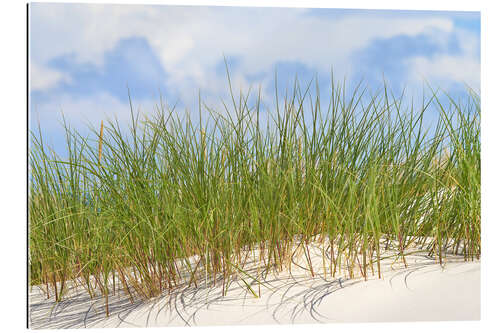 Gallery print Fresh green grass on a dune