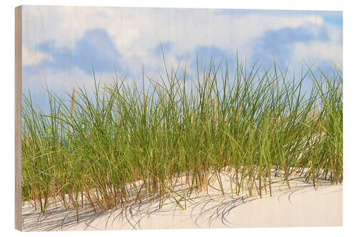 Wood print Fresh green grass on a dune