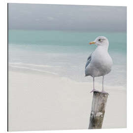 Tableau en aluminium Seagull on the beach