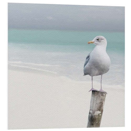 Stampa su PVC Seagull on the beach