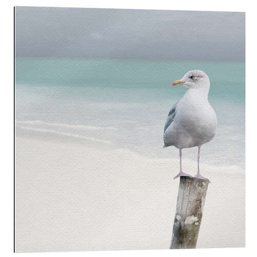 Quadro em plexi-alumínio Seagull on the beach