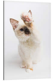 Aluminium print High 5 from a Ragdoll kitten