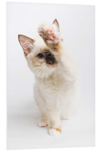 Hartschaumbild High 5 von einem Ragdoll Kätzchen