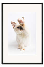 Gerahmter Kunstdruck High 5 von einem Ragdoll Kätzchen