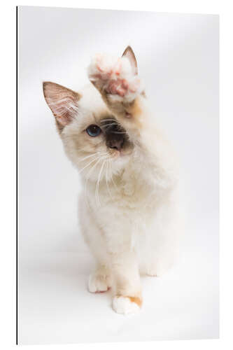 Gallery print High 5 from a Ragdoll kitten