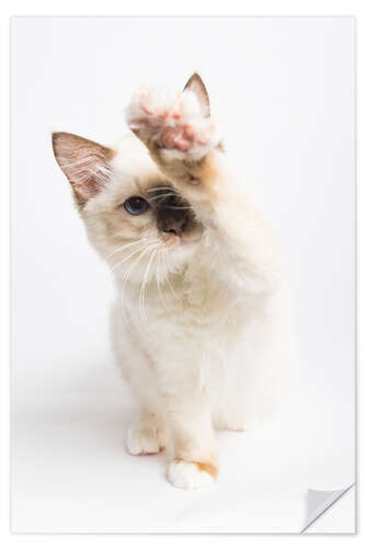 Selvklæbende plakat High 5 from a Ragdoll kitten