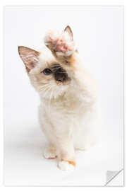 Vinilo para la pared High 5 from a Ragdoll kitten