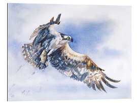 Gallery print Sea Hawk