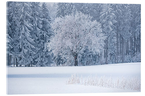 Acrylglasbild Ein eisiger Morgen am Waldrand