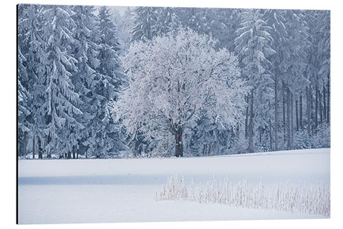 Aluminium print An icy morning at the edge of the forest