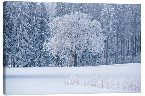 Canvas print An icy morning at the edge of the forest