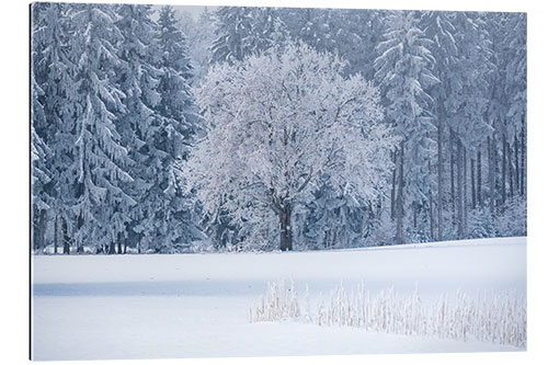 Galleritryck An icy morning at the edge of the forest