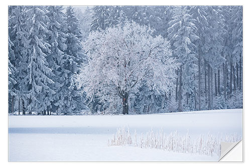 Wandsticker Ein eisiger Morgen am Waldrand