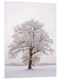 Tableau en PVC Frosty Morning