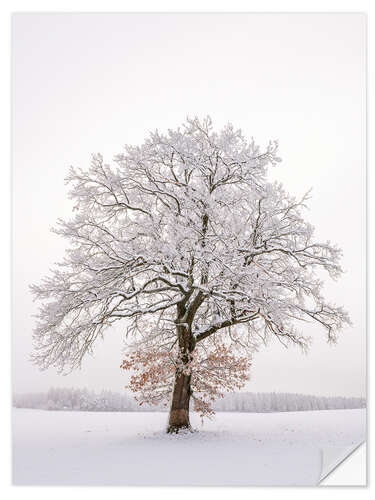 Självhäftande poster Frosty Morning