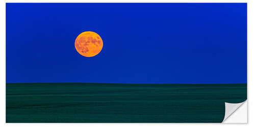 Naklejka na ścianę Full moonrise over a green field of wheat in Alberta, Canada