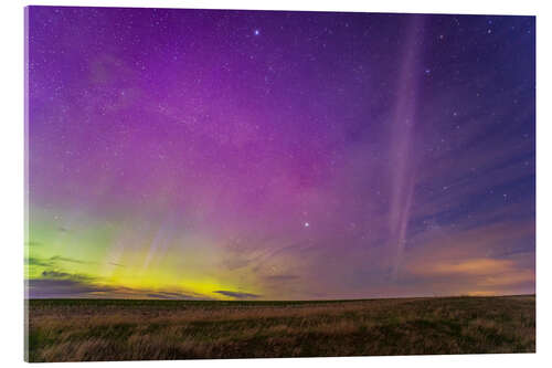 Acrylic print STEVE glowing arc south of the auroral curtains, Alberta, Canada