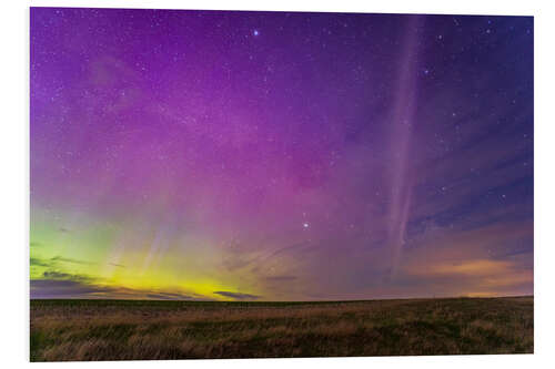 Print på skumplade STEVE glowing arc south of the auroral curtains, Alberta, Canada