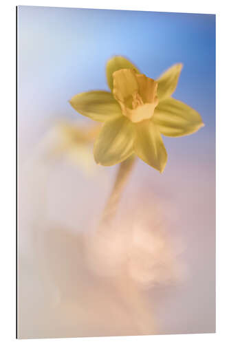 Quadro em plexi-alumínio Cheerful Daffodil