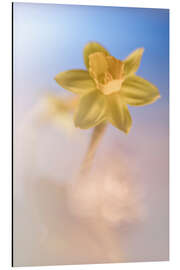 Magnettafel Fröhliche Narzisse