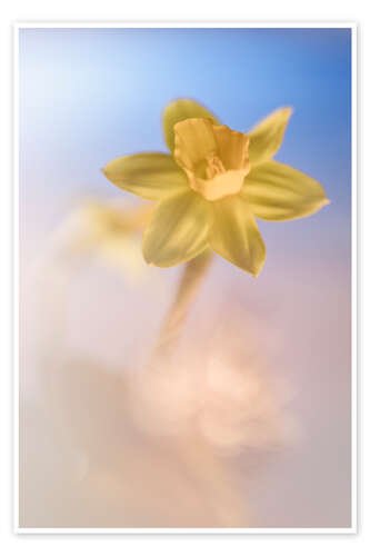 Póster Cheerful Daffodil