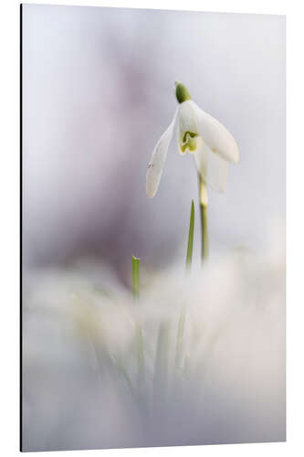 Aluminiumsbilde Snowdrop in beautiful light