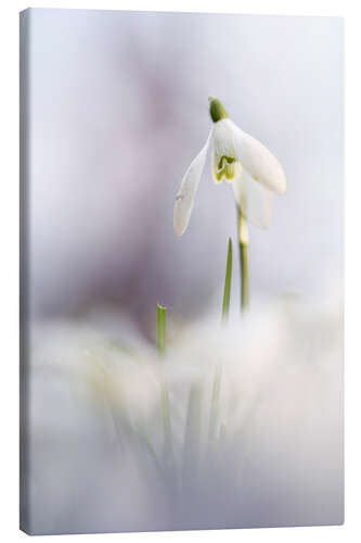 Canvas print Snowdrop in beautiful light