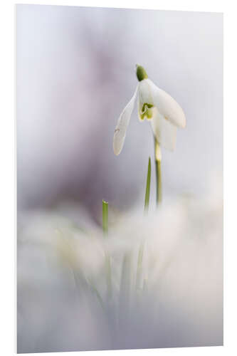 Foam board print Snowdrop in beautiful light