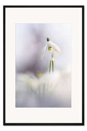 Gerahmter Kunstdruck Schneeglöckchen im Sonnenlicht