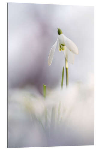 Cuadro de plexi-alu Snowdrop in beautiful light