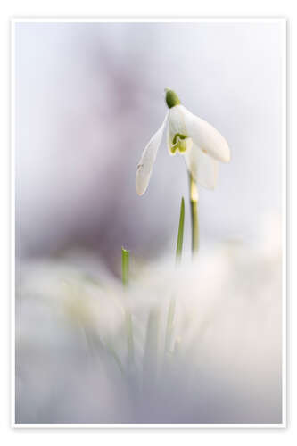 Plakat Snowdrop in beautiful light