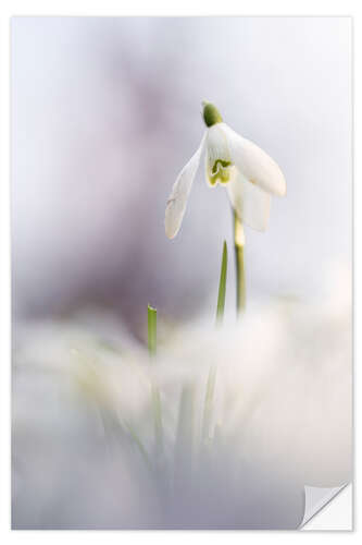 Sticker mural Snowdrop in beautiful light