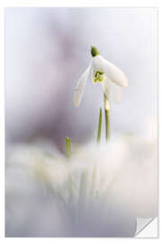 Sticker mural Snowdrop in beautiful light