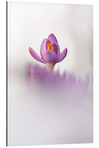 Aluminium print Happy Crocus