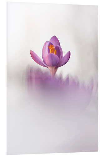 PVC print Happy Crocus