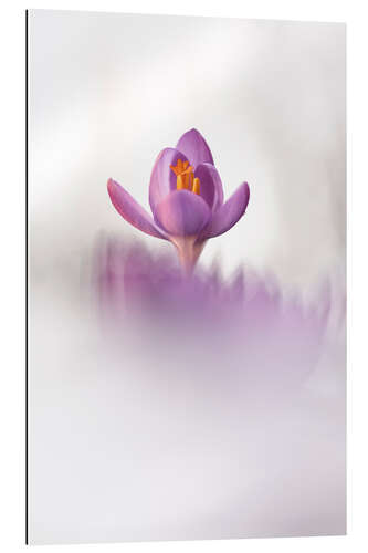 Galleriataulu Happy Crocus