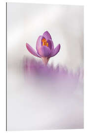 Gallery print Happy Crocus