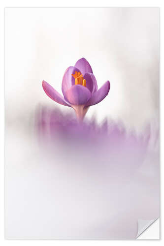 Vinilo para la pared Happy Crocus